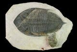 Bargain, Zlichovaspis Trilobite - Atchana, Morocco #137918-2